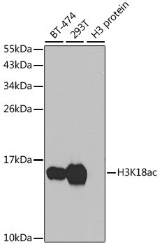 Anti-Acetyl-Histone H3 (Lys18) Rabbit Polyclonal Antibody