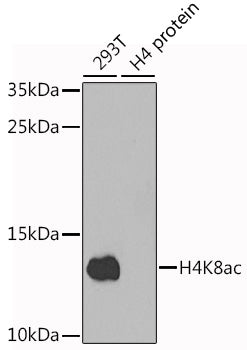 Anti-Acetyl-Histone H4 (Lys8) Rabbit Polyclonal Antibody
