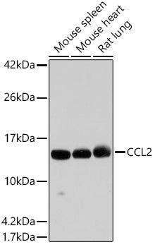Anti-MCP1 Rabbit Polyclonal Antibody