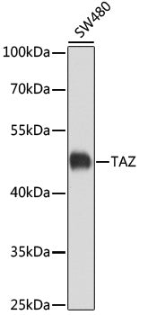 Anti-WWTR1 Rabbit Polyclonal Antibody