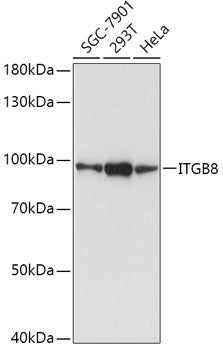 Anti-Integrin beta 8 Rabbit Polyclonal Antibody