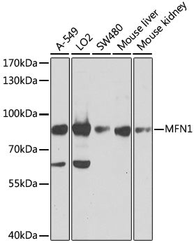 Anti-Mitofusin 1 Rabbit Polyclonal Antibody