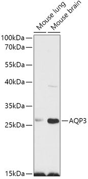 Anti-Aquaporin 3 Rabbit Polyclonal Antibody