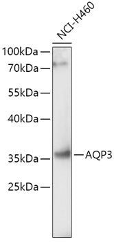 Anti-Aquaporin 3 Rabbit Polyclonal Antibody