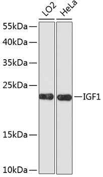 Anti-IGF1 Rabbit Polyclonal Antibody