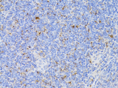 Anti-CD3 epsilon Rabbit Polyclonal Antibody