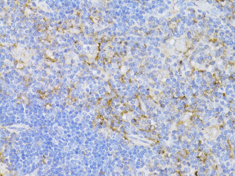 Anti-CD3 epsilon Rabbit Polyclonal Antibody