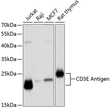 Anti-CD3 epsilon Rabbit Polyclonal Antibody