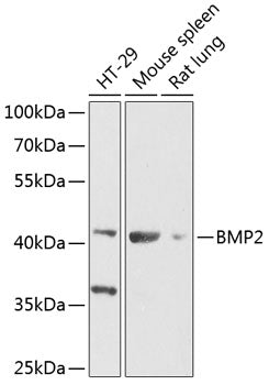 Anti-BMP2 Rabbit Polyclonal Antibody