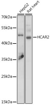 Anti-Puma gamma Rabbit Polyclonal Antibody