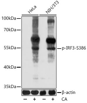 Anti-Phospho-IRF3 (Ser386) Rabbit Polyclonal Antibody