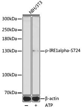 Anti-Phospho-IRE1 (Ser724) Rabbit Polyclonal Antibody