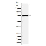 Anti-Cyclooxygenase 2 Rabbit Polyclonal Antibody