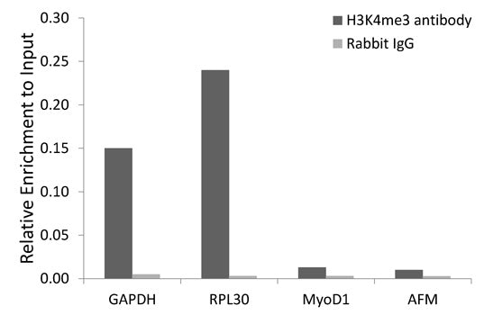 Anti-TriMethyl-Histone H3 (Lys4) Rabbit Polyclonal Antibody