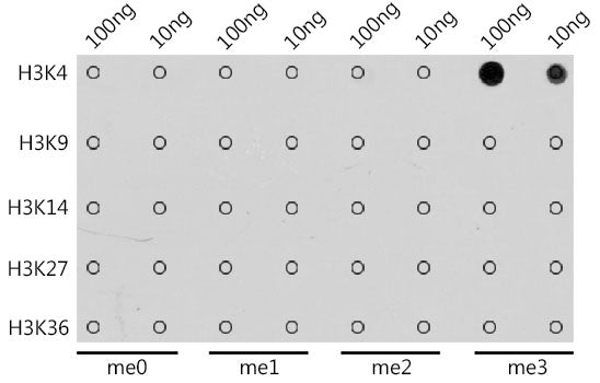 Anti-TriMethyl-Histone H3 (Lys4) Rabbit Polyclonal Antibody