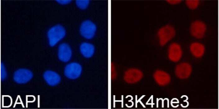 Anti-TriMethyl-Histone H3 (Lys4) Rabbit Polyclonal Antibody