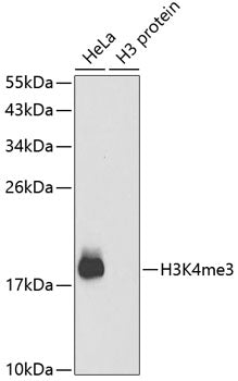 Anti-TriMethyl-Histone H3 (Lys4) Rabbit Polyclonal Antibody