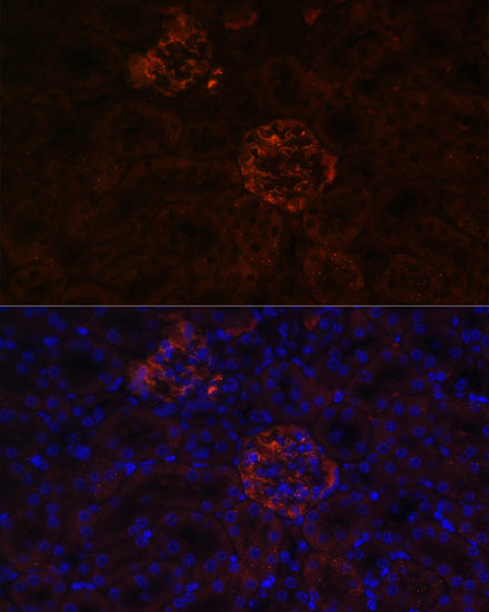 Anti-Nephrin Rabbit Polyclonal Antibody