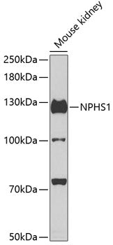 Anti-Nephrin Rabbit Polyclonal Antibody