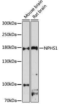 Anti-Nephrin Rabbit Polyclonal Antibody