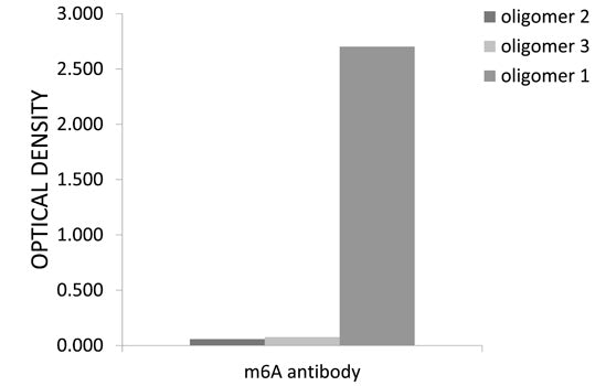 Anti-m6A Rabbit Polyclonal Antibody