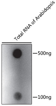 Anti-m6A Rabbit Polyclonal Antibody