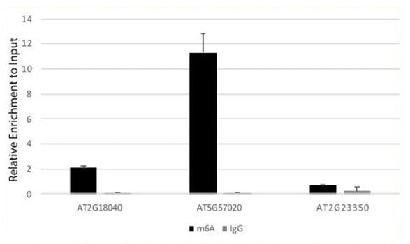 Anti-m6A Rabbit Polyclonal Antibody