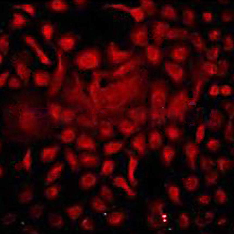 Anti-DNA-RNA Hybrid [S9.6] Mouse Monoclonal Antibody