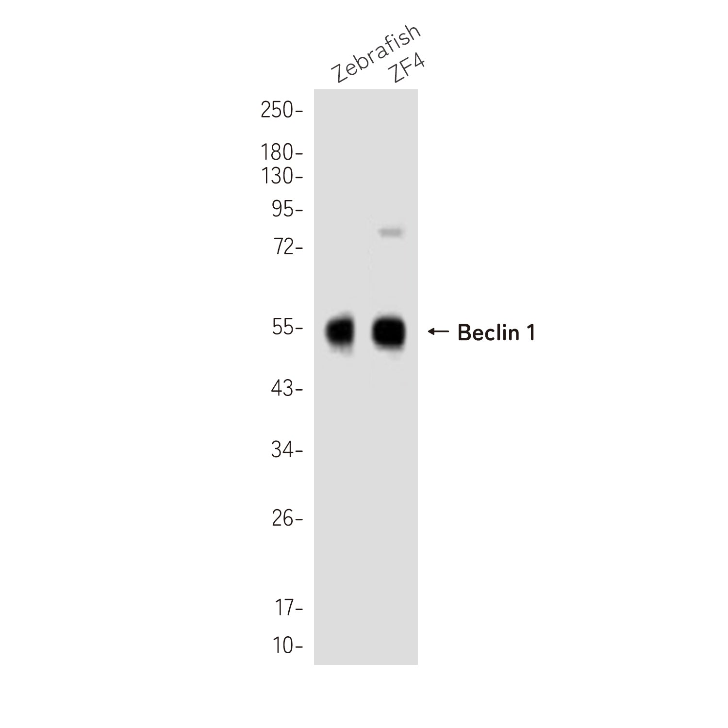 Anti-Beclin 1 Rabbit Polyclonal Antibody