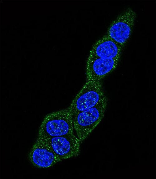 Anti-GRP78 BiP Rabbit Polyclonal Antibody