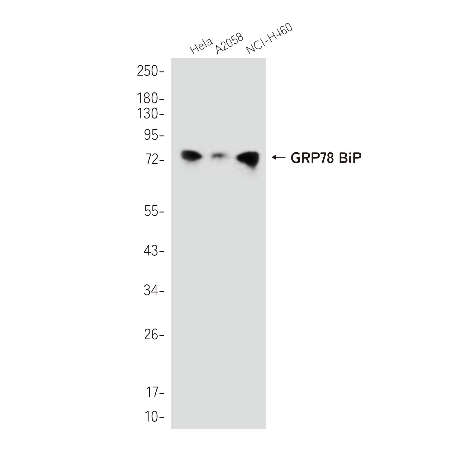 Anti-GRP78 BiP Rabbit Polyclonal Antibody