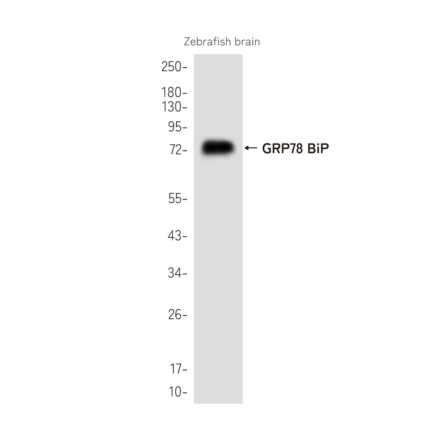 Anti-GRP78 BiP Rabbit Polyclonal Antibody