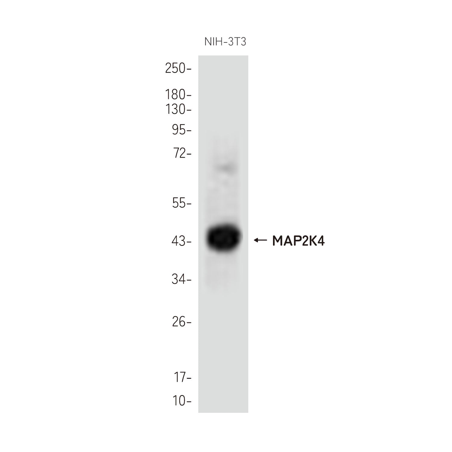 Anti-MAP2K4 Rabbit Polyclonal Antibody