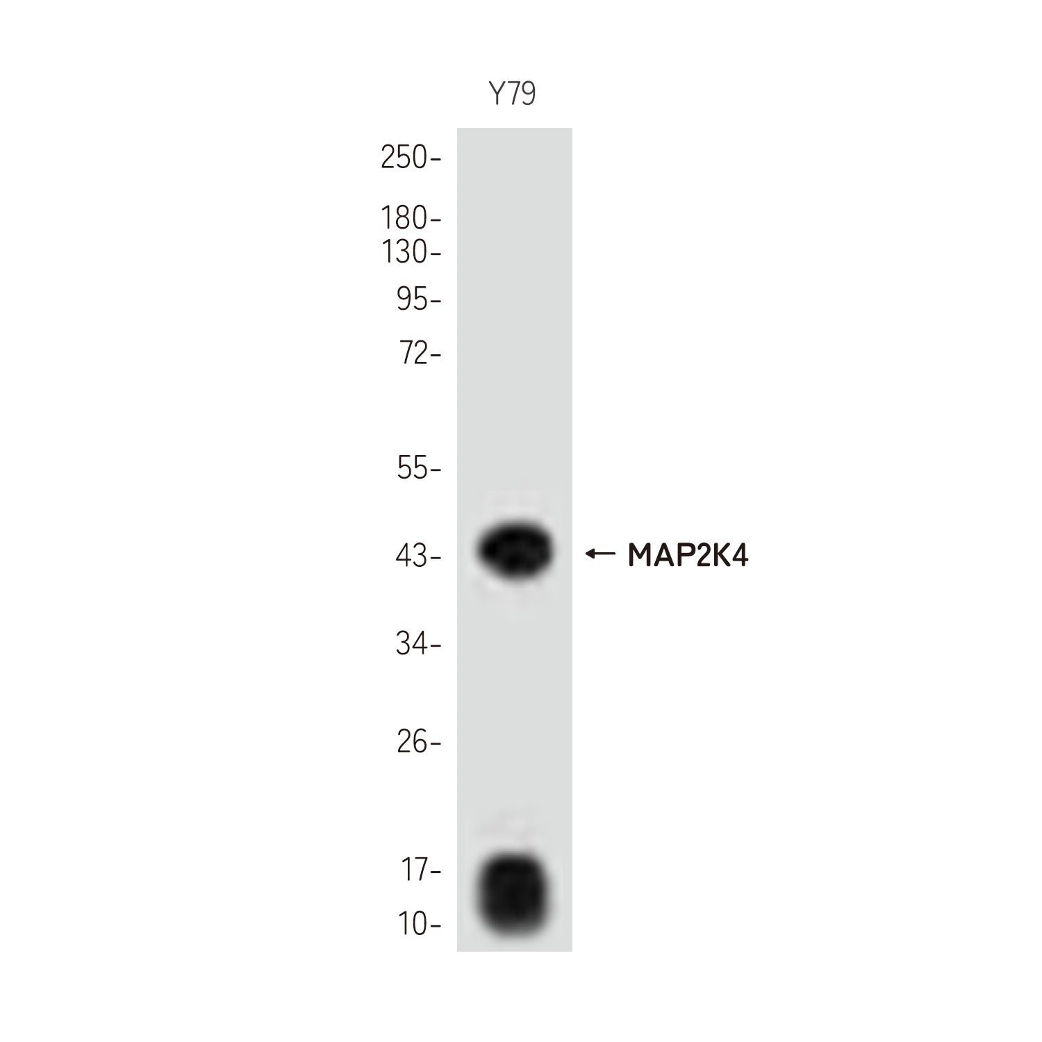 Anti-MAP2K4 Rabbit Polyclonal Antibody