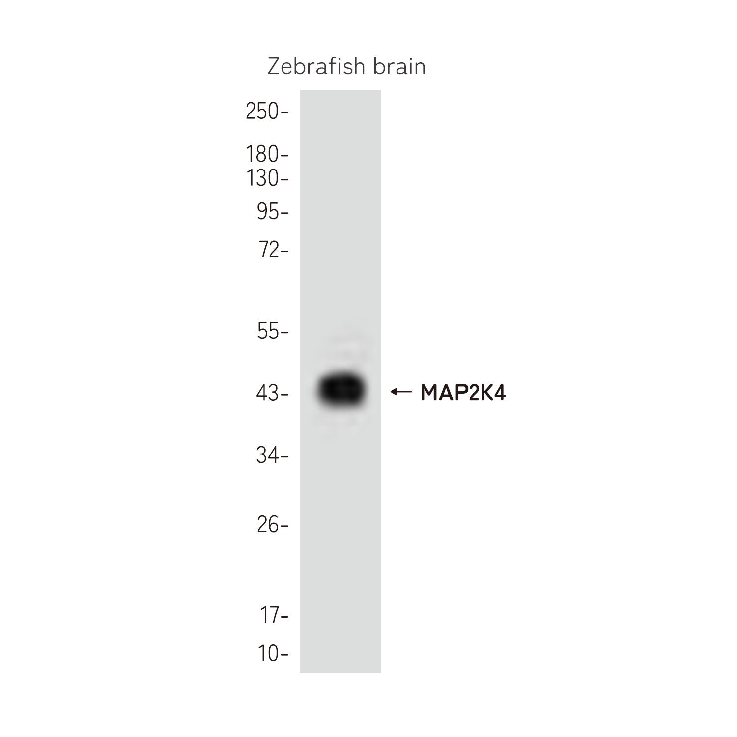 Anti-MAP2K4 Rabbit Polyclonal Antibody