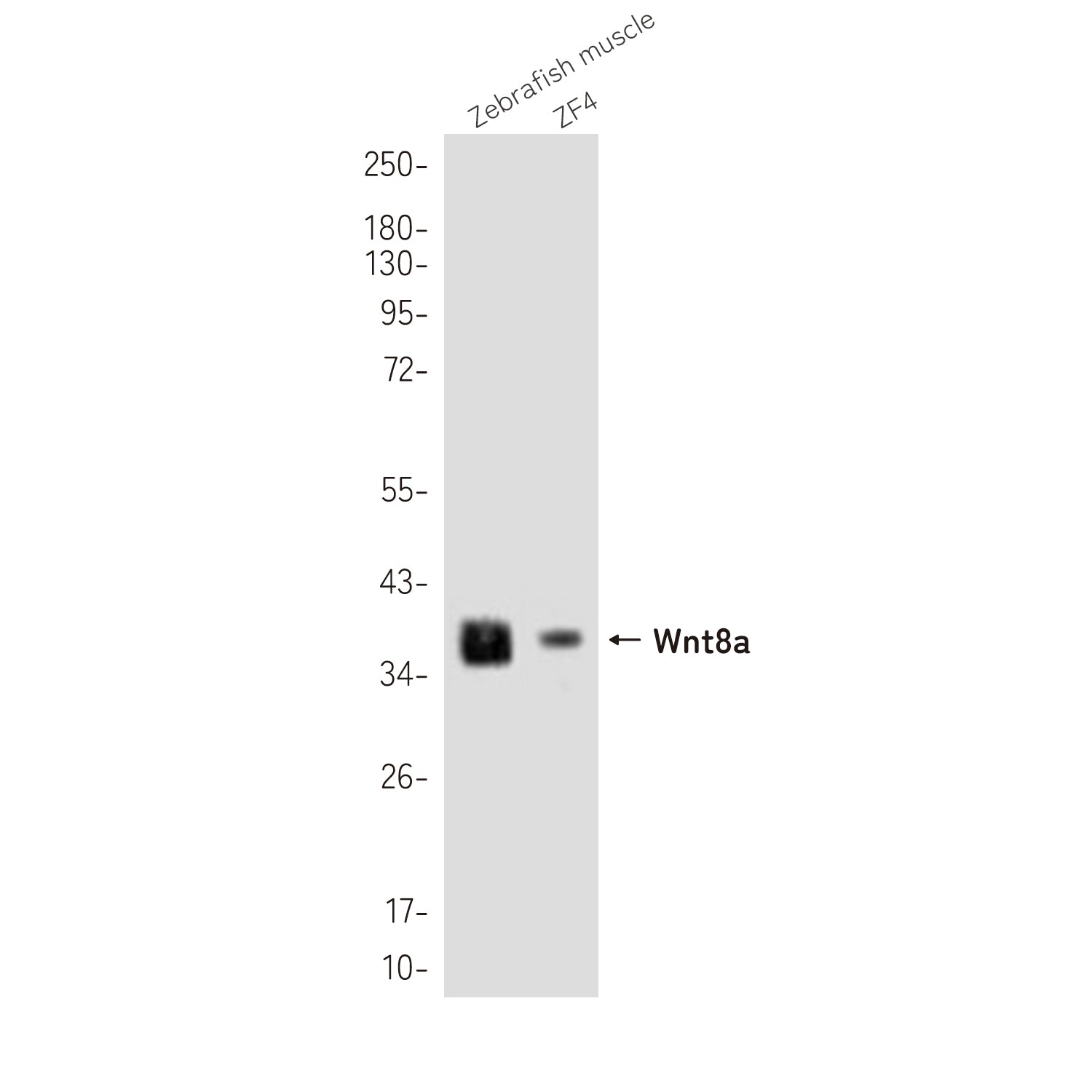 Anti-Wnt8a Rabbit Polyclonal Antibody