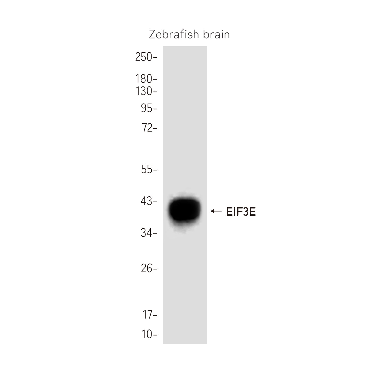 Anti-EIF3E Rabbit Polyclonal Antibody