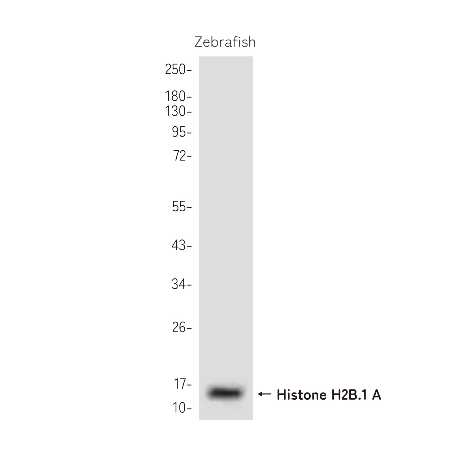 Anti-Histone H2B.1 A Rabbit Polyclonal Antibody