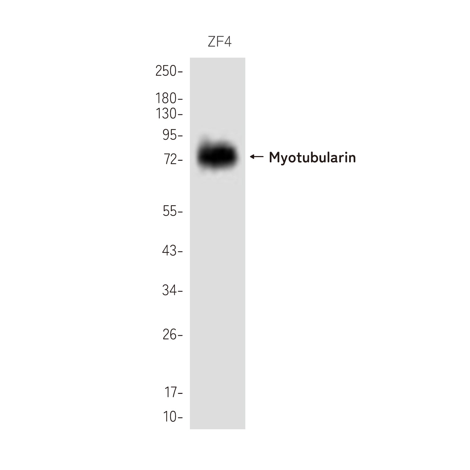 Anti-Myotubularin Rabbit Polyclonal Antibody