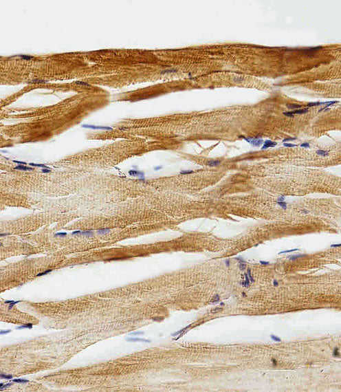 Anti-GFAP Rabbit Polyclonal Antibody