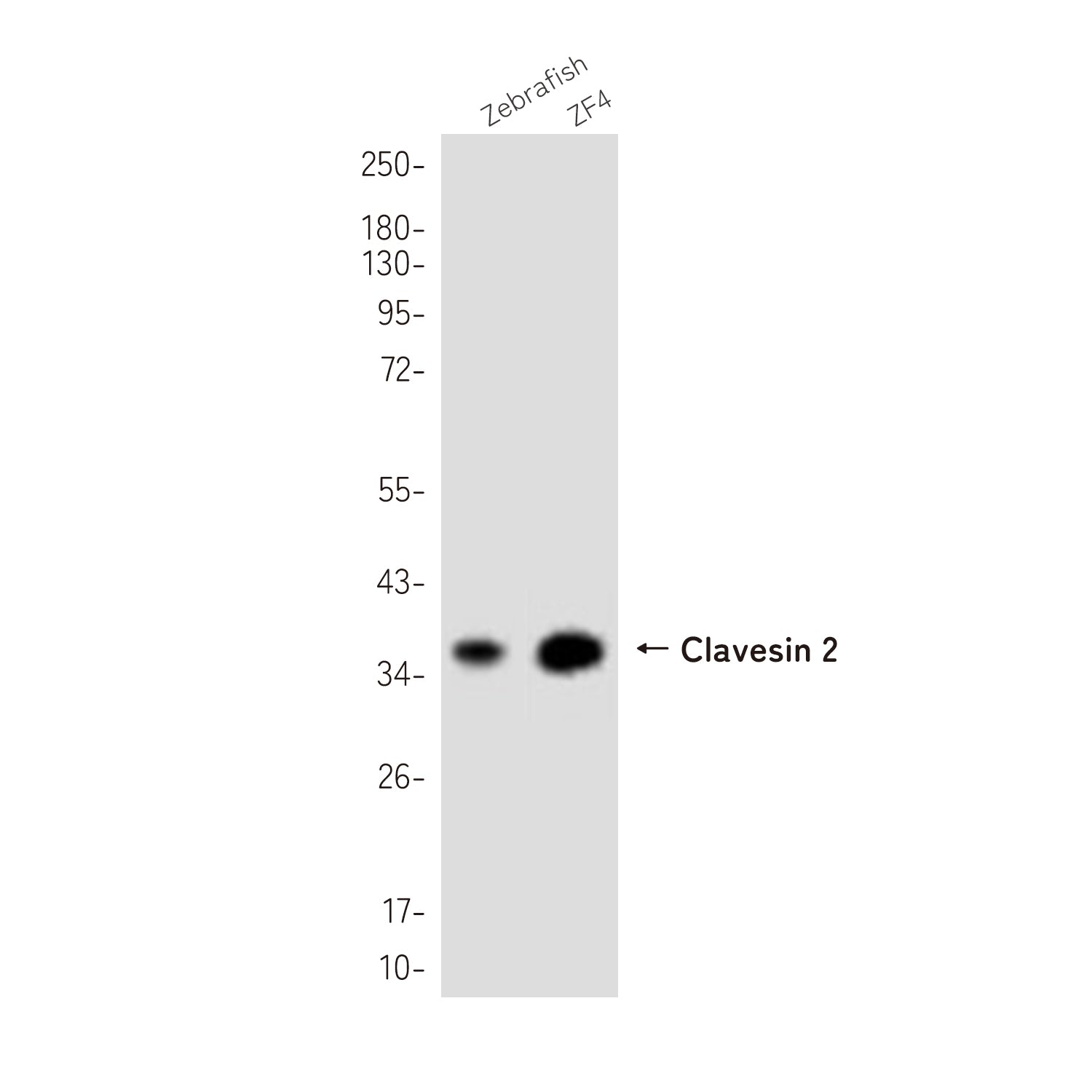 Anti-Clavesin 2 Rabbit Polyclonal Antibody