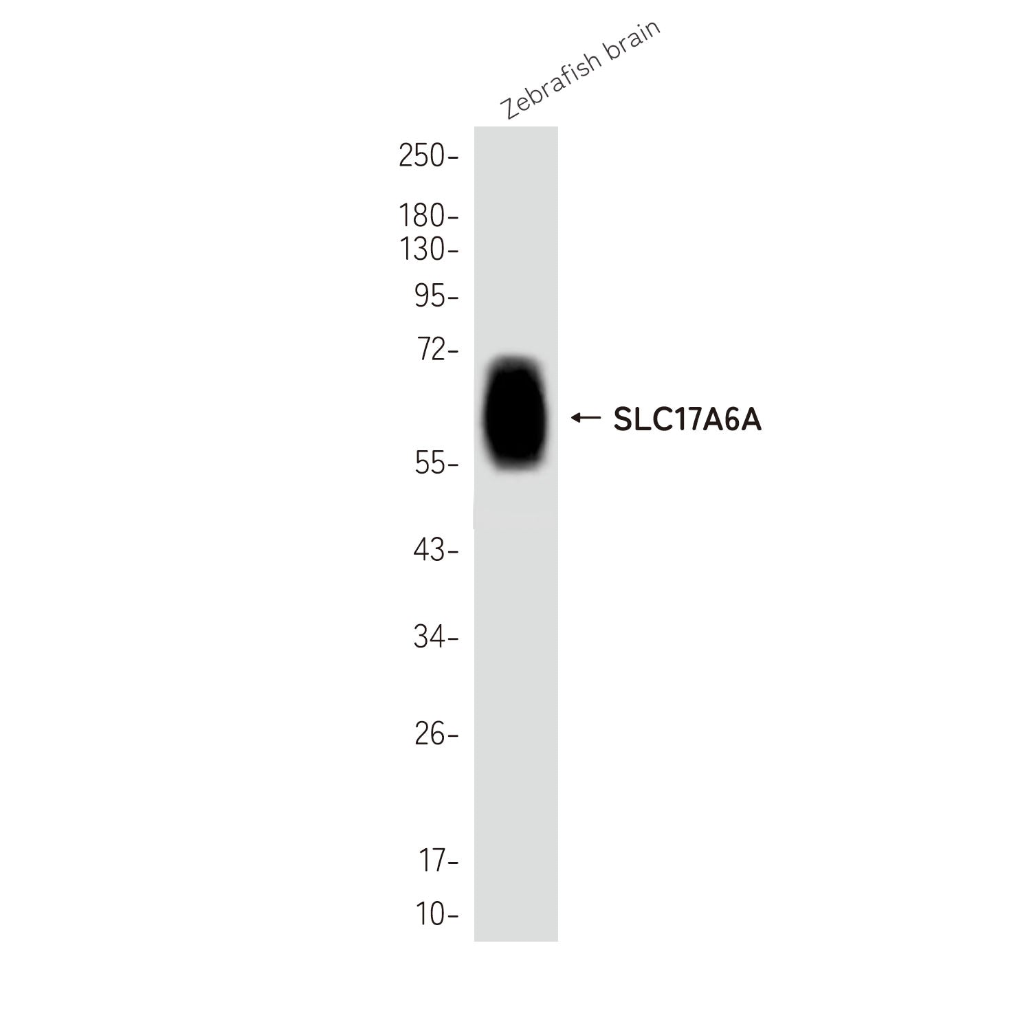 Anti-SLC17A6A Rabbit Polyclonal Antibody