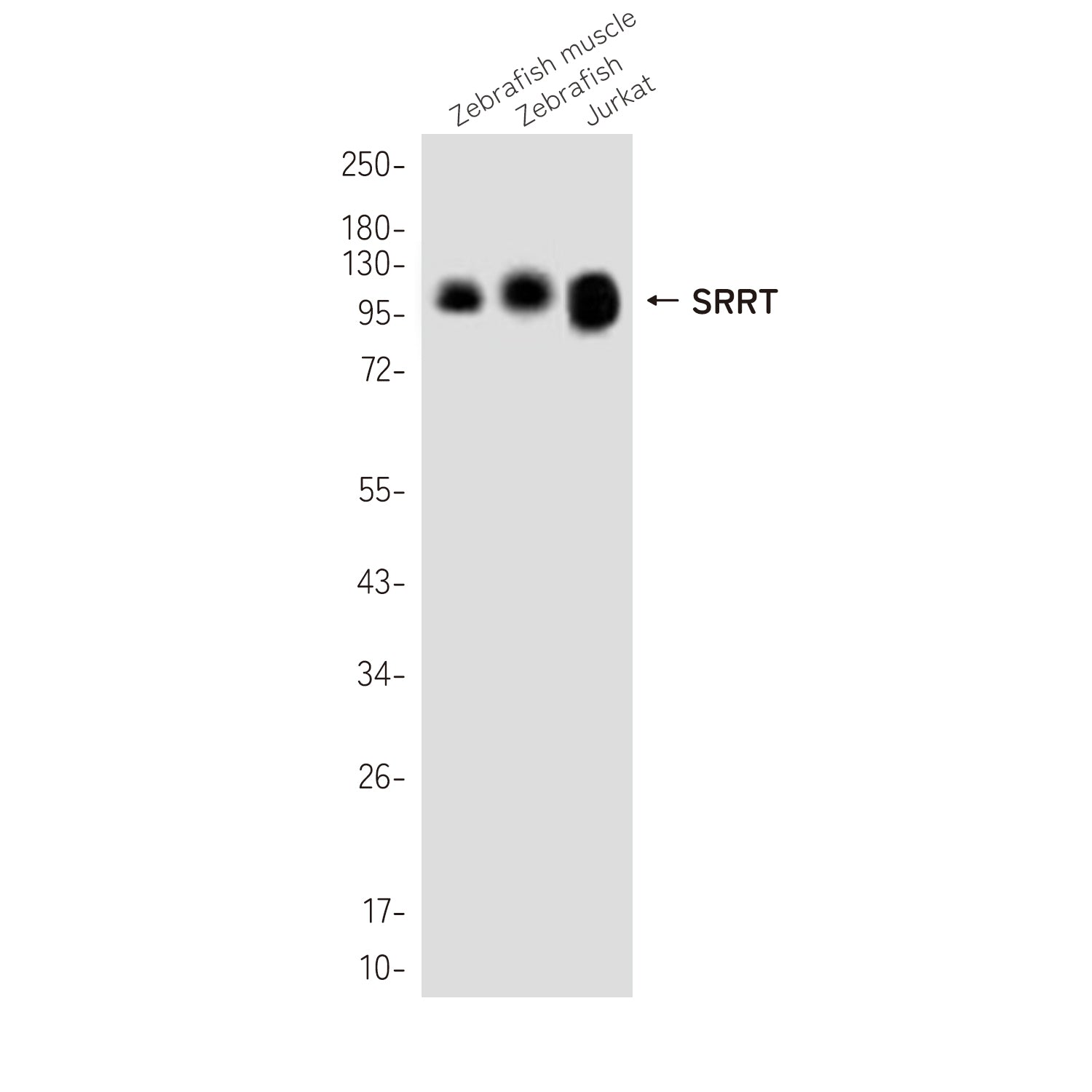 Anti-SRRT Rabbit Polyclonal Antibody