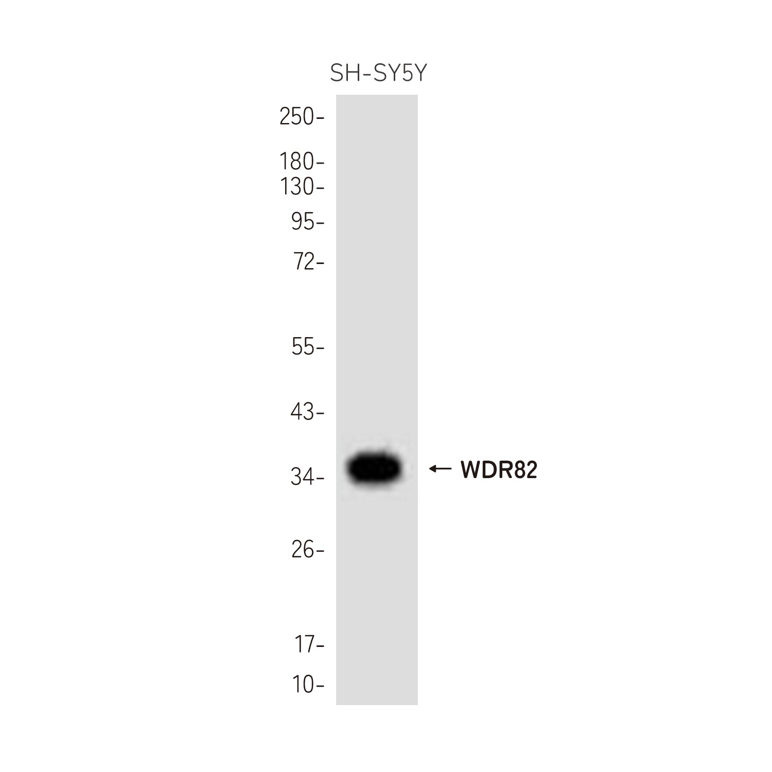 Anti-WDR82 Rabbit Polyclonal Antibody