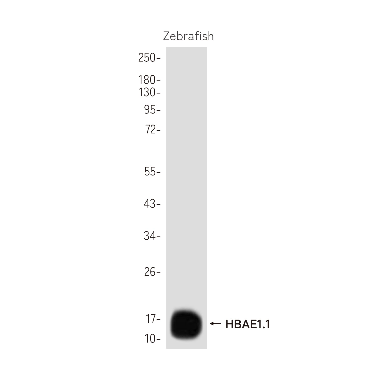 Anti-HBAE1.1 Rabbit Polyclonal Antibody