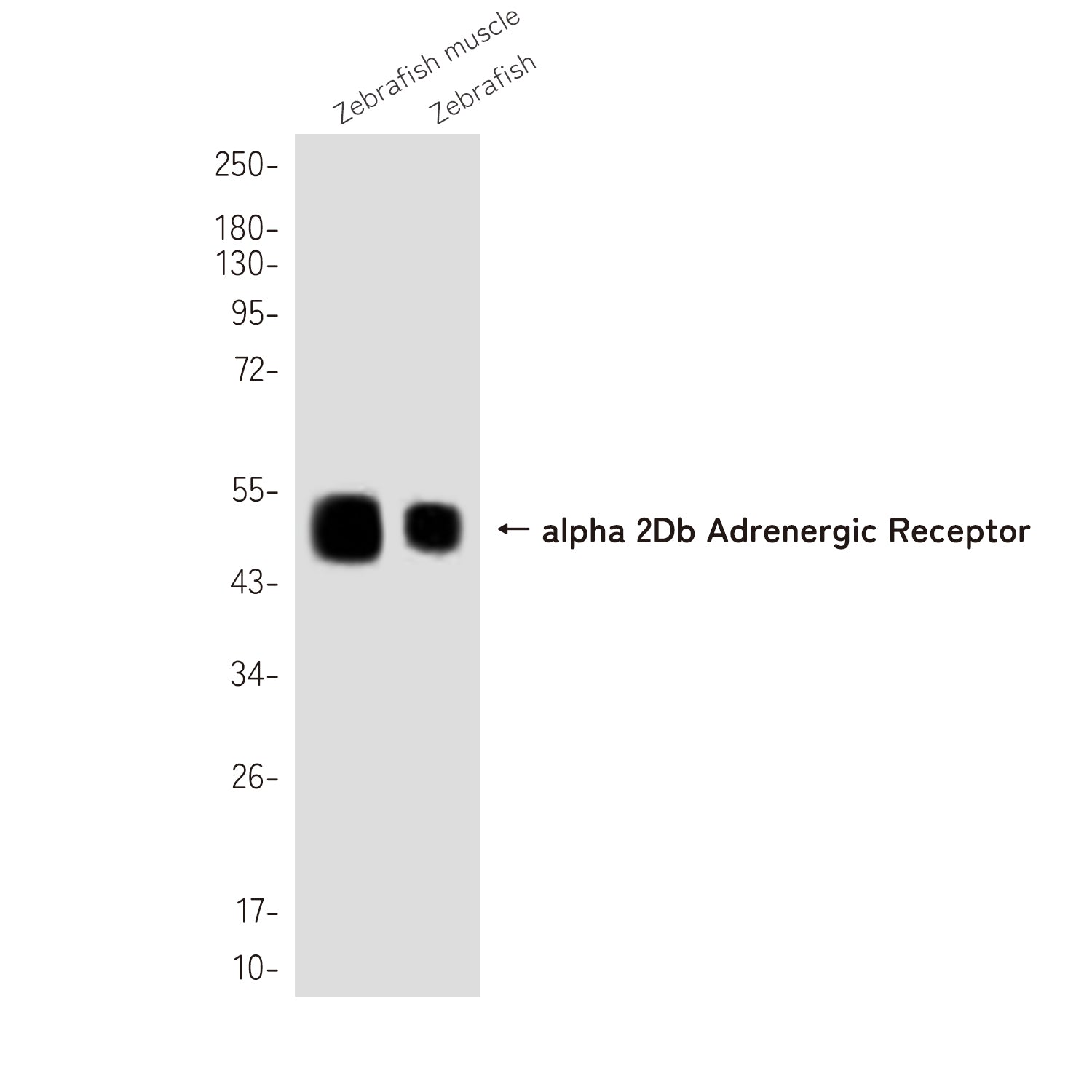Anti-alpha 2Db Adrenergic Receptor Rabbit Polyclonal Antibody