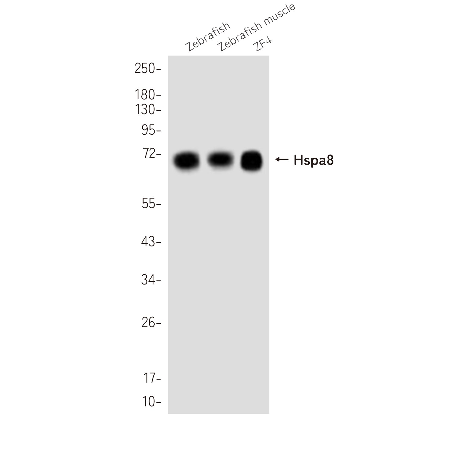 Anti-Hspa8 Rabbit Polyclonal Antibody