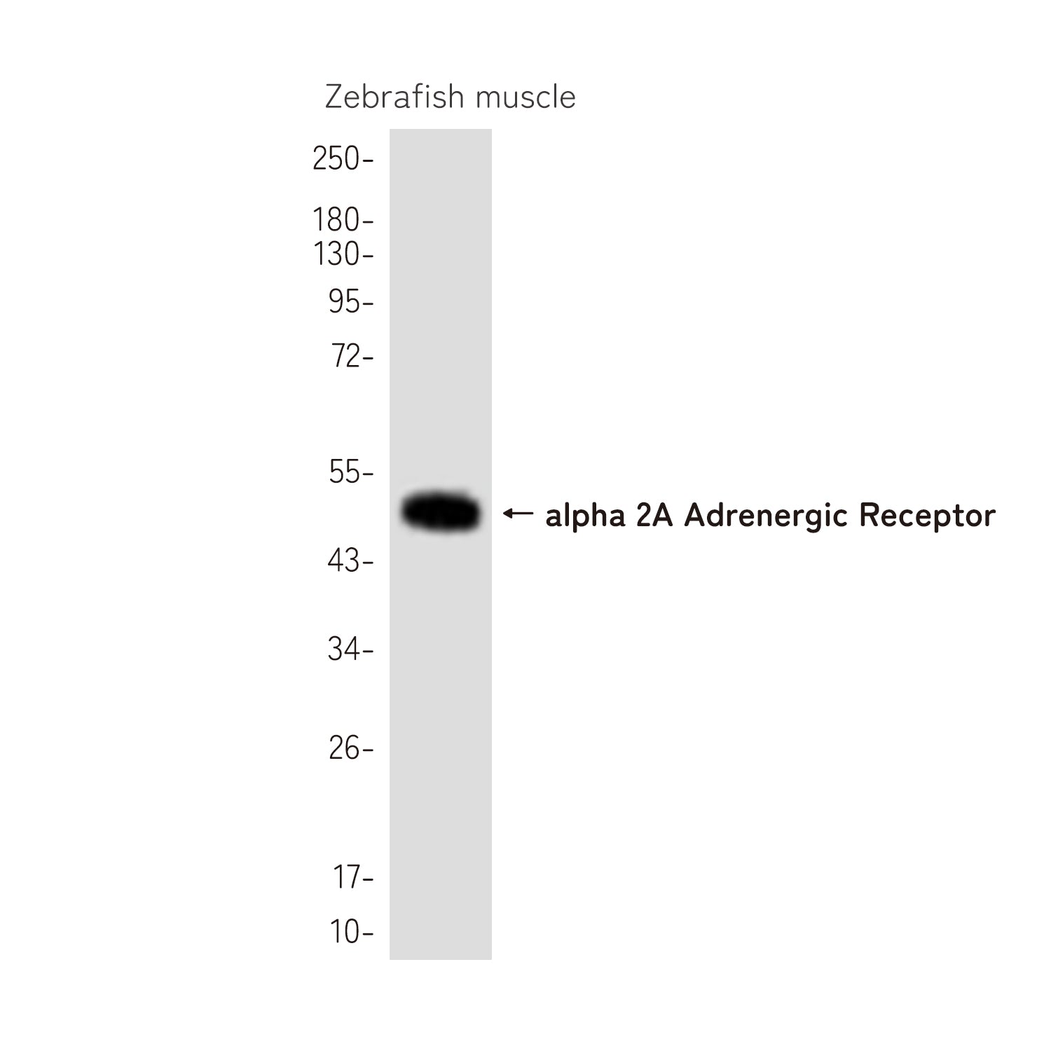 Anti-alpha 2A Adrenergic Receptor Rabbit Polyclonal Antibody