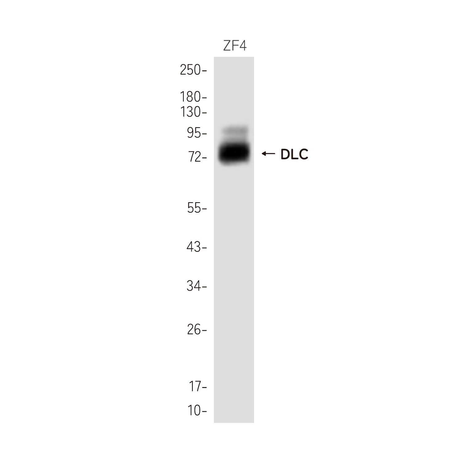 Anti-DeltaC Rabbit Polyclonal Antibody