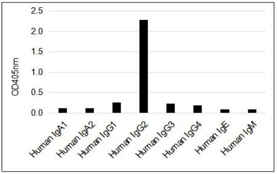 Anti-Human IgG2 Mouse Monoclonal Antibody